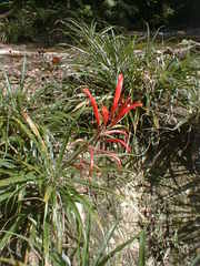 Pitcairnia punicea