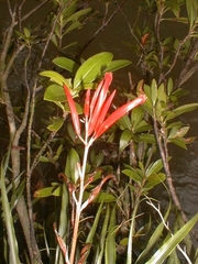 Pitcairnia punicea