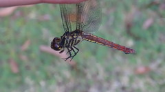 Orthemis biolleyi