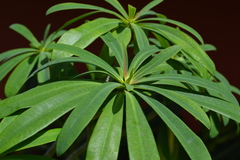 Euphorbia punicea