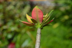 Euphorbia punicea