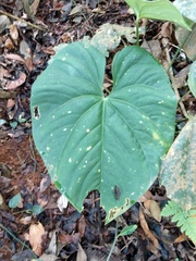 Anthurium sanctifidense