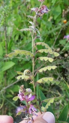 Desmodium illinoense