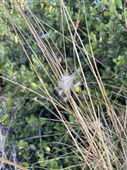 Vittadinia australis