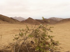 Cristaria integerrima