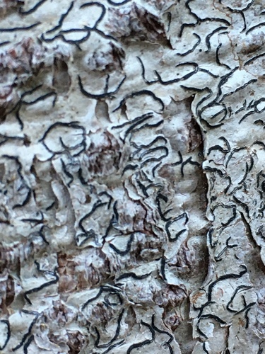 Common Script Lichen