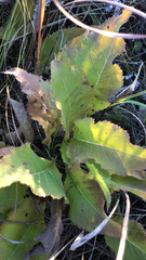 Parthenium integrifolium