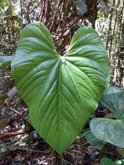 Anthurium sanctifidense