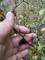 Crataegus uniflora