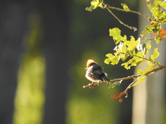 Pyrocephalus rubinus