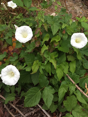 Calystegia sepium sepium