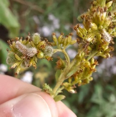 Rhopalomyia anthophila