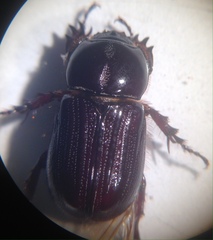 Semanopterus