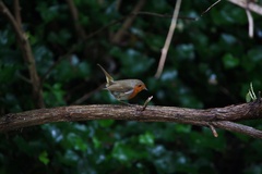 Erithacus rubecula