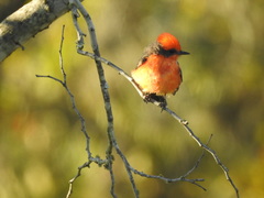 Pyrocephalus rubinus