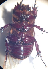 Semanopterus