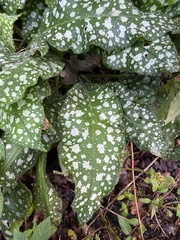 Pulmonaria saccharata