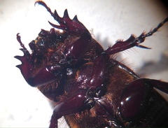 Semanopterus