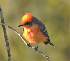 Pyrocephalus rubinus