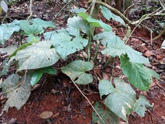 Anthurium sanctifidense