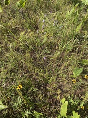 Symphyotrichum laeve concinnum