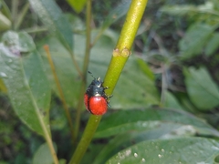 Labidomera suturella