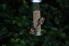 Carduelis carduelis