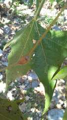 Platanus rzedowskii