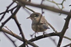 Curruca crassirostris