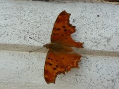 Polygonia egea