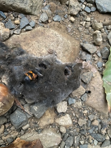 Tomentose Burying Beetle photo 3
