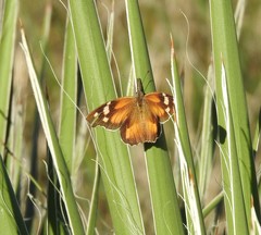 Libytheana carinenta