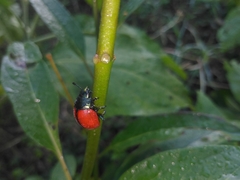 Labidomera suturella