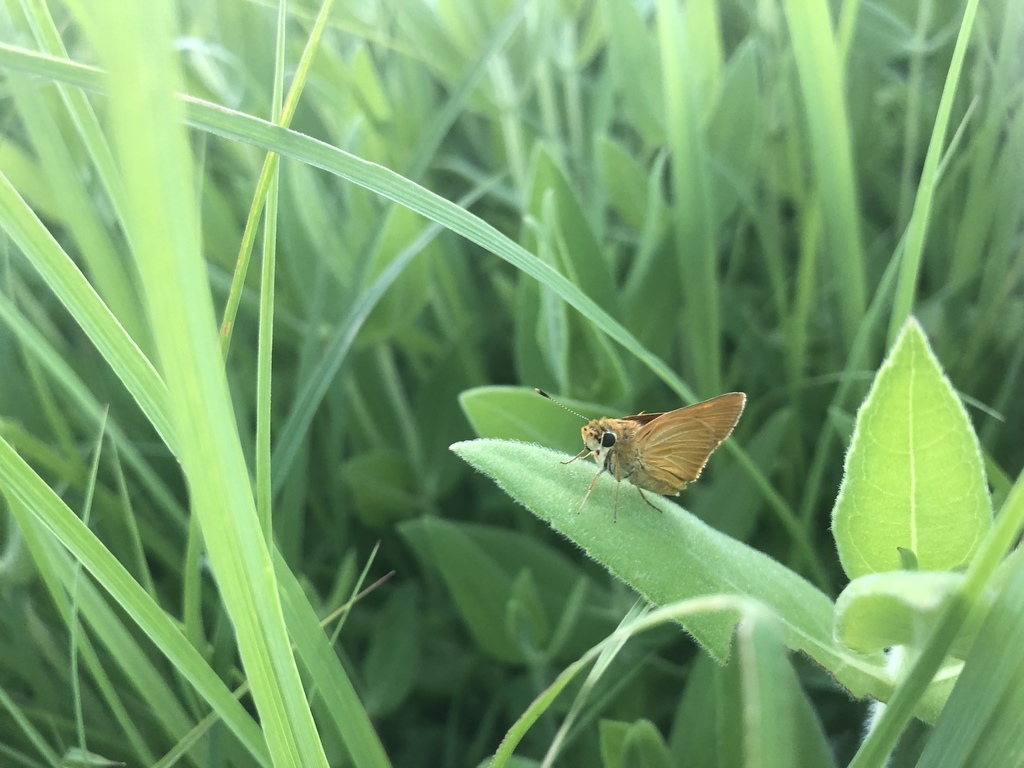 Arogos Skipper from Novinger, MO, US on June 13, 2020 at 0817 PM by