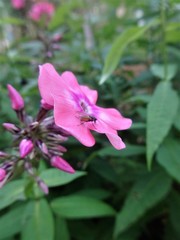 Thricops semicinereus