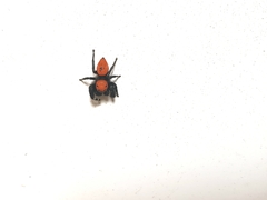 Phidippus cardinalis