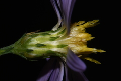 Symphyotrichum laeve concinnum