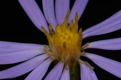 Symphyotrichum laeve concinnum