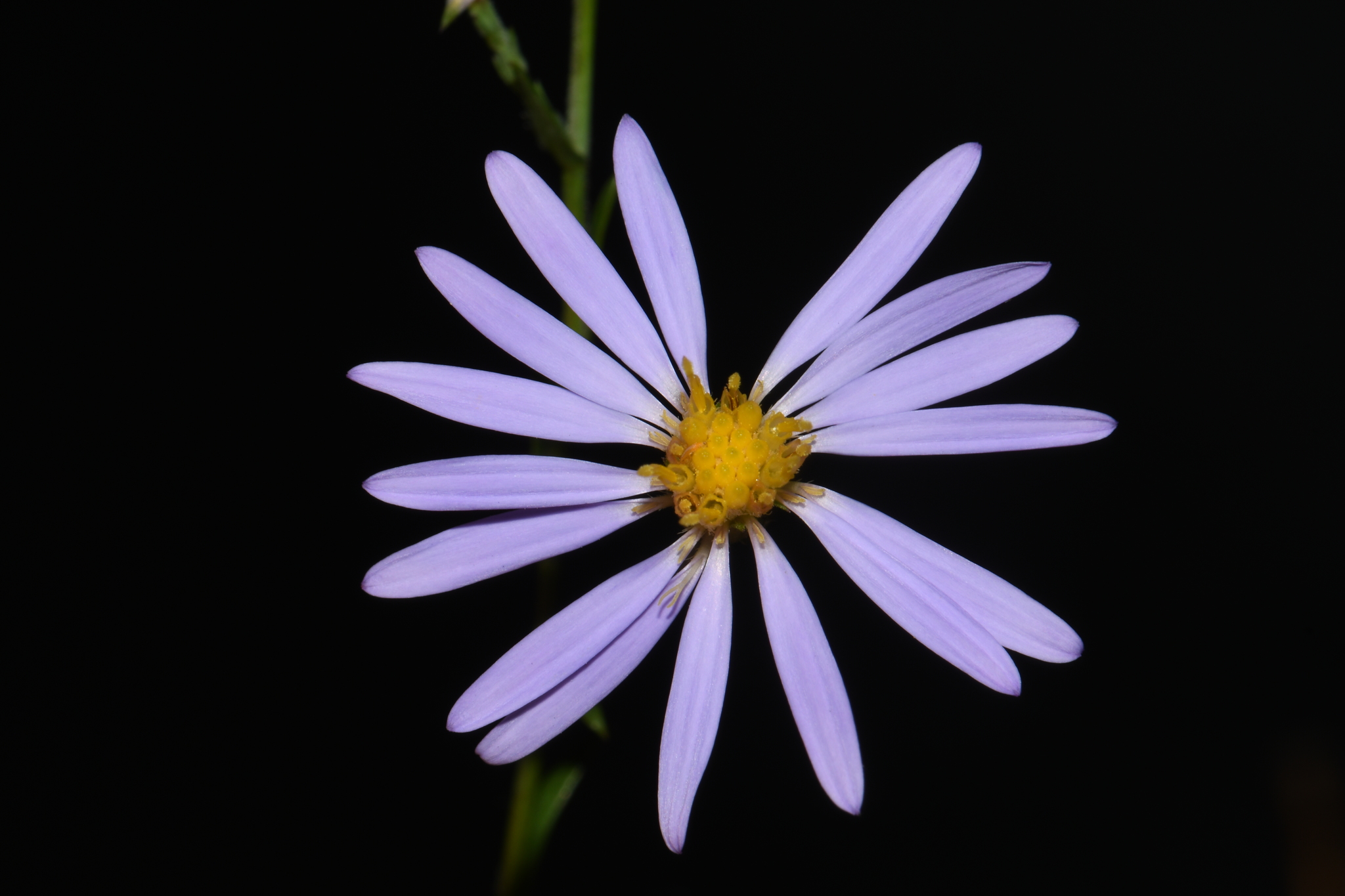 Symphyotrichum laeve var. concinnum