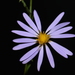 Delicate Michaelmas-Daisy - Photo (c) Brian Finzel, some rights reserved (CC BY-NC), uploaded by Brian Finzel