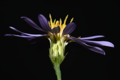 Symphyotrichum laeve concinnum