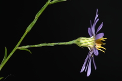Symphyotrichum laeve concinnum