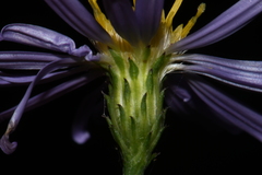 Symphyotrichum laeve concinnum