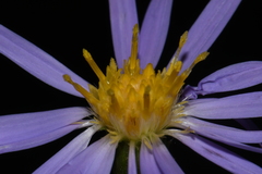 Symphyotrichum laeve concinnum