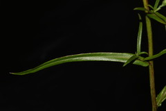 Symphyotrichum laeve concinnum
