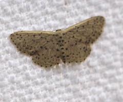 Idaea punctatissima