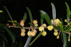 Acacia rostriformis