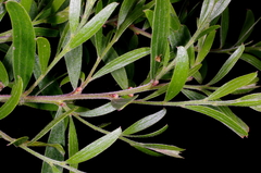 Acacia rostriformis