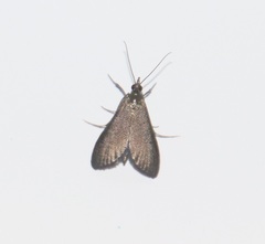Pyrausta demantrialis