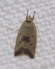 Ageletha elaeodes